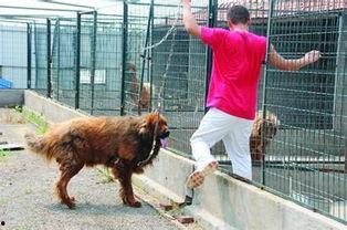 狗贩子卖狗视频,狗贩子残忍卖狗视频曝光