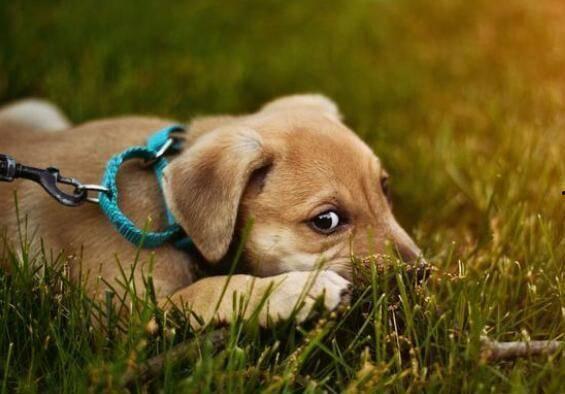 狗贩子卖狗视频,狗贩子残忍卖狗视频曝光