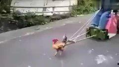 鸡拉车视频,揭秘动物界的独特劳动现象