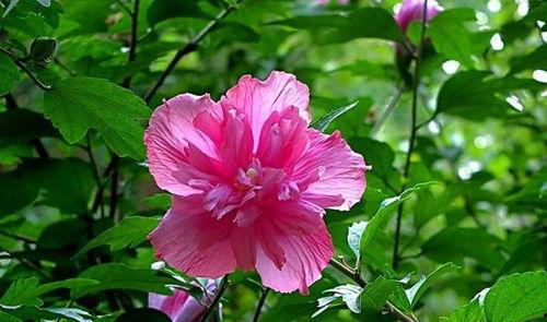 木槿花嫁接视频,传承与创新