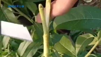 木槿花嫁接视频,传承与创新