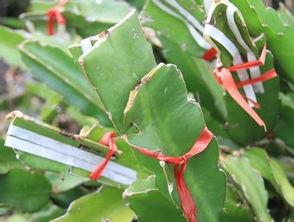 木槿花嫁接视频,传承与创新