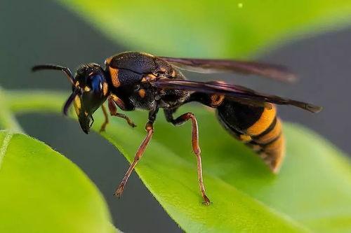 诱胡蜂视频,惊心动魄!诱胡蜂视频揭秘蜂群生活奥秘