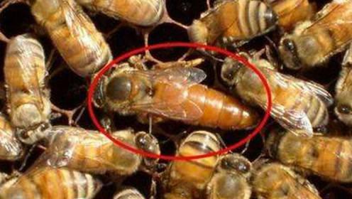 诱胡蜂视频,惊心动魄!诱胡蜂视频揭秘蜂群生活奥秘