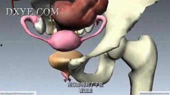 解剖女人视频,视频揭秘人体结构之美