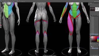 解剖女人视频,视频揭秘人体结构之美