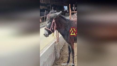 公马与母驴交配视频,自然繁衍的奇妙瞬间