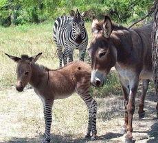 公马与母驴交配视频,自然繁衍的奇妙瞬间