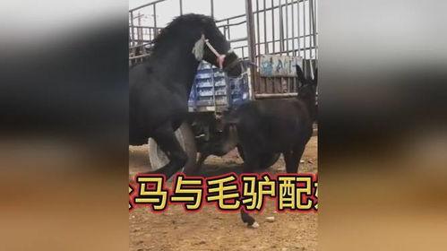 公马与母驴交配视频,自然繁衍的奇妙瞬间