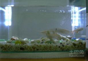 水族箱制作视频教程